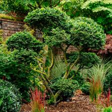 Attēlu rezultāti vaicājumam “Ulmus x hollandica”