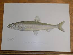 Image result for Osmerus mordax