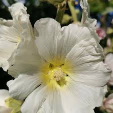 Image result for Stockrose