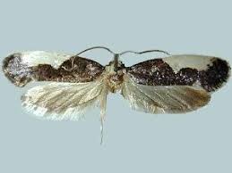 Attēlu rezultāti vaicājumam “Monopis monachella”