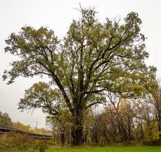 Attēlu rezultāti vaicājumam “Quercus”
