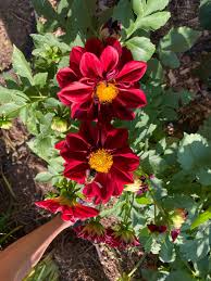 Image result for Dahlia x pinnata `Decorative Giants`