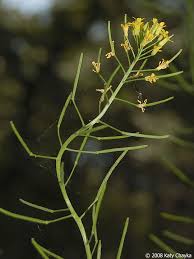 Attēlu rezultāti vaicājumam “Erysimum cheiranthoides leaf”