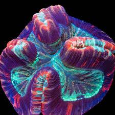 Attēlu rezultāti vaicājumam “Trachyspora intrusa”