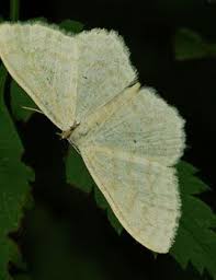 Attēlu rezultāti vaicājumam “Scopula floslactata imago”