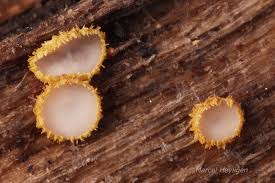 Attēlu rezultāti vaicājumam “Badhamiopsis scripta macro”