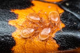 Attēlu rezultāti vaicājumam “Mesostigmata”