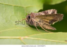 Attēlu rezultāti vaicājumam “Autographa gamma”