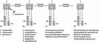 Attēlu rezultāti vaicājumam “Thamnobryum subserratum”