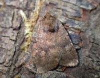 Attēlu rezultāti vaicājumam “Rusina ferruginea female”