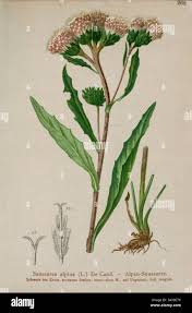 Attēlu rezultāti vaicājumam “Saussurea esthonica flower”