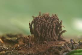 Attēlu rezultāti vaicājumam “Stemonitis marjana macro”