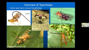Attēlu rezultāti vaicājumam “Tephritidae”