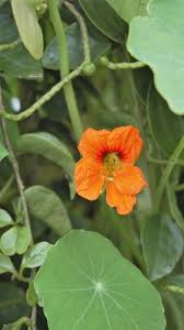 Attēlu rezultāti vaicājumam “Tropaeolum majus bud”