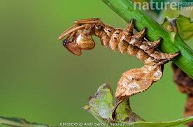 Attēlu rezultāti vaicājumam “Stauropus fagi larva”