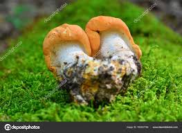 Attēlu rezultāti vaicājumam “Hydnum rufescens”