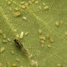 Attēlu rezultāti vaicājumam “Chaitophorus populeti”