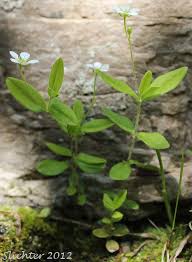 Attēlu rezultāti vaicājumam “Moehringia lateriflora flower”