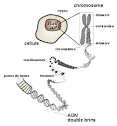 Chromosome - Wikipédia
