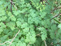 Attēlu rezultāti vaicājumam “Thalictrum minus”