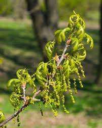 Attēlu rezultāti vaicājumam “Quercus robur male flower”