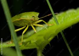 Attēlu rezultāti vaicājumam “Palomena prasina imago”