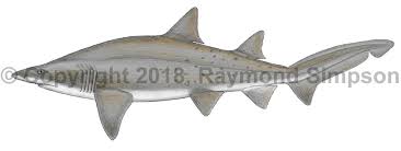 Image result for Carcharias