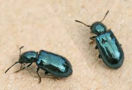 Attēlu rezultāti vaicājumam “Korynetes caeruleus”