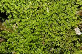 Attēlu rezultāti vaicājumam “Gymnostomum calcareum”