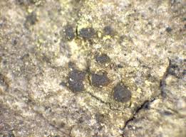 Attēlu rezultāti vaicājumam “Arthonia vinosa”