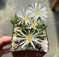 Attēlu rezultāti vaicājumam “Trichia ambigua stalked”