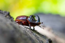 Attēlu rezultāti vaicājumam “Oryctes nasicornis male”