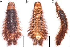 Attēlu rezultāti vaicājumam “Elateridae larva”