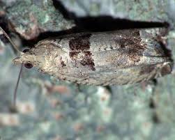 Attēlu rezultāti vaicājumam “Epinotia ramella”