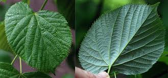 Attēlu rezultāti vaicājumam “Tilia tomentosa”