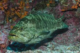 Image result for Mycteroperca phenax