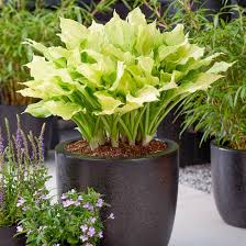 Image result for Hosta White Feather