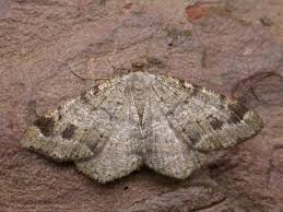 Attēlu rezultāti vaicājumam “Macaria signaria”