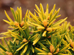 Attēlu rezultāti vaicājumam “Taxus baccata leaf”