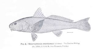 Image result for Menticirrhus americanus