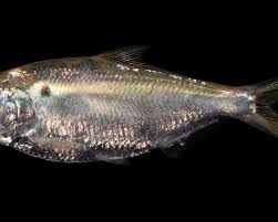 Image result for Dorosoma cepedianum