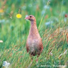 Attēlu rezultāti vaicājumam “Crex crex eggs”