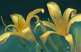 Attēlu rezultāti vaicājumam “Hemerocallis lilioasphodelus”