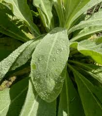 Attēlu rezultāti vaicājumam “Verbascum thapsus leaf”