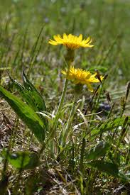 Attēlu rezultāti vaicājumam “Scorzonera humilis bud”