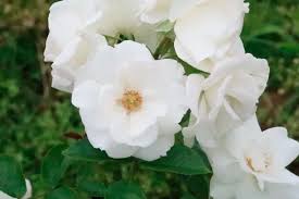 「アイスバーグ」の画像検索結果