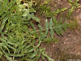 Attēlu rezultāti vaicājumam “Sisymbrium altissimum leaf”