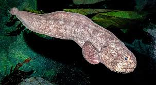 Image result for Anarhichas denticulatus