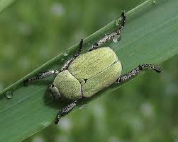 Attēlu rezultāti vaicājumam “Hoplia parvula”