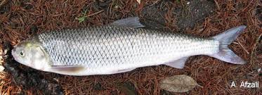 Image result for Rutilus rutilus